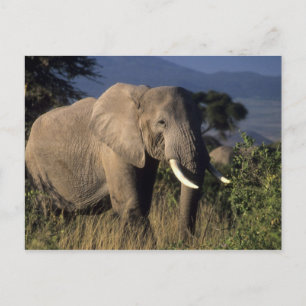 Kenia: Amboseli, männlicher Afrikanischer Elefant Postkarte