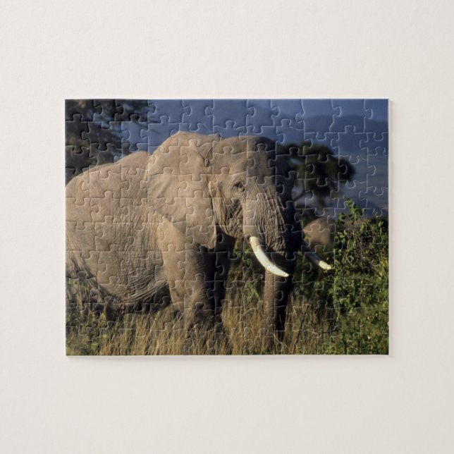 Kenia: Amboseli, männlicher afrikanischer Elefant Puzzle (Horizontal)