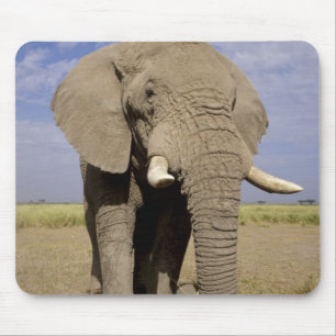 Kenia: Amboseli National Park, Elefantenmännchen Mousepad