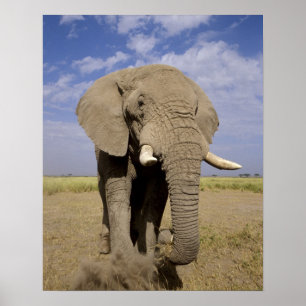 Kenia: Amboseli National Park, Elefantenmännchen Poster