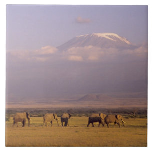 Kenia: Amboseli-Nationalpark, Elefanten Fliese