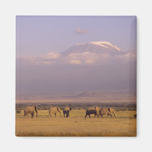 Kenia: Amboseli-Nationalpark, Elefanten Magnet