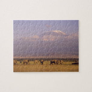 Kenia: Amboseli-Nationalpark, Elefanten Puzzle