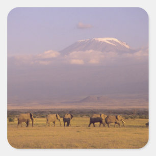 Kenia: Amboseli-Nationalpark, Elefanten Quadratischer Aufkleber