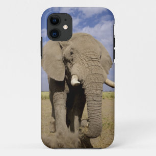Kenia: Amboseli-Nationalpark, männlicher Elefant iPhone 11 Hülle