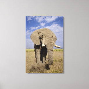 Kenia: Amboseli-Nationalpark, männlicher Elefant Leinwanddruck