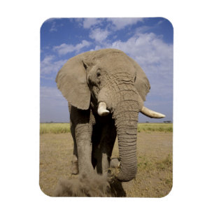 Kenia: Amboseli-Nationalpark, männlicher Elefant Magnet