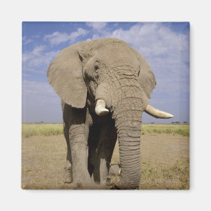 Kenia: Amboseli-Nationalpark, männlicher Elefant Magnet