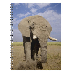 Kenia: Amboseli-Nationalpark, männlicher Elefant Notizblock