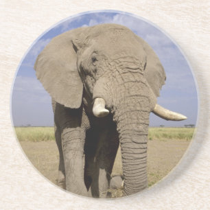 Kenia: Amboseli-Nationalpark, männlicher Elefant Sandstein Untersetzer