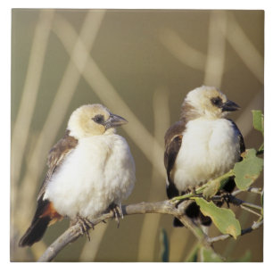 Kenia, das Nationalreservat Samburu Fliese