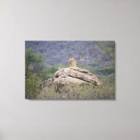 Kenia, das Naturschutzgebiet Samburu, die Löwe