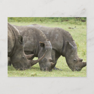 Kenia, Lake Nakuru Nationalpark. Drei weiße Postkarte