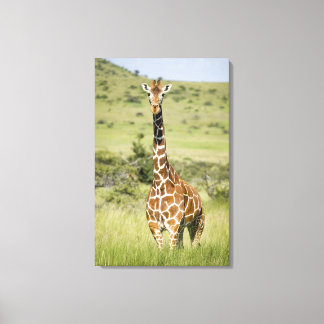 Kenia, Lewa Conservancy, Masai Giraffe stehend Leinwanddruck