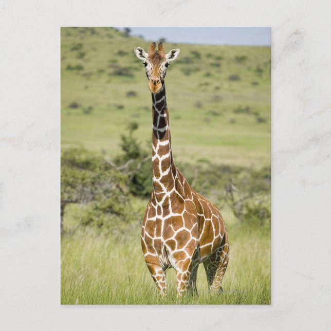 Kenia, Lewa Conservancy, Masai Giraffe stehend Postkarte (Vorderseite)