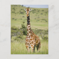 Kenia, Lewa Conservancy, Masai Giraffe stehend