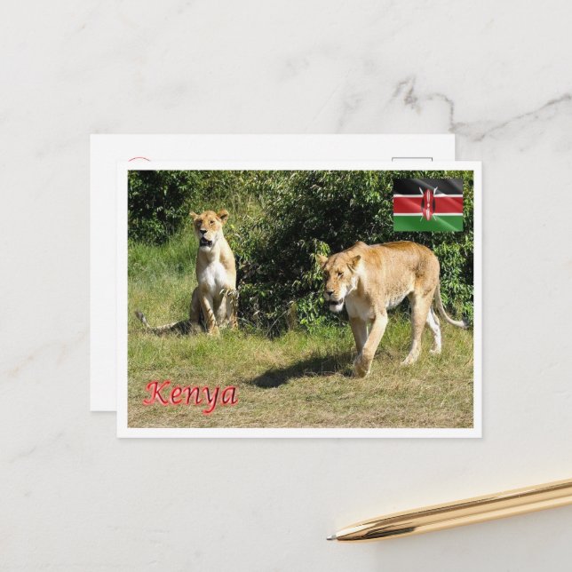 Kenia - Lionessen - Postkarte (Vorderseite/Rückseite Beispiel)