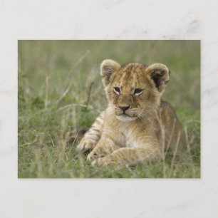 Kenia, Masai Mara Game Reserve. Afrikanischer Löwe Postkarte