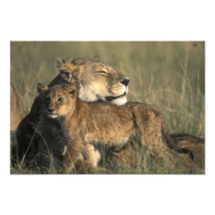 Kenia, Masai Mara Game Reserve, Löwin Fotodruck