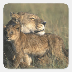 Kenia, Masai Mara Game Reserve, Löwin Quadratischer Aufkleber