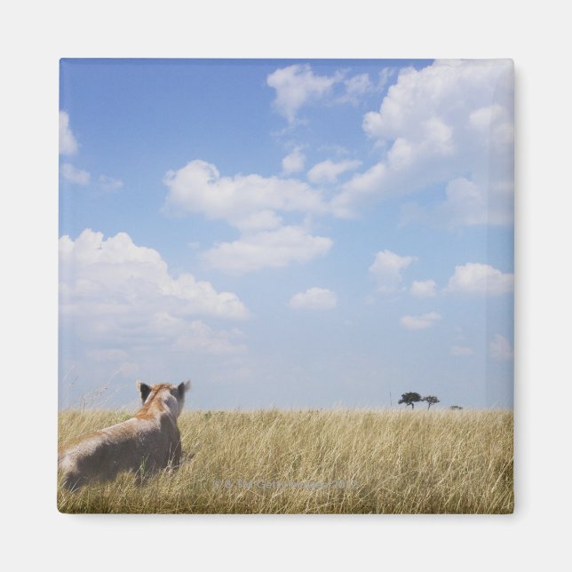 Kenia, Masai Mara Magnet (Vorne)