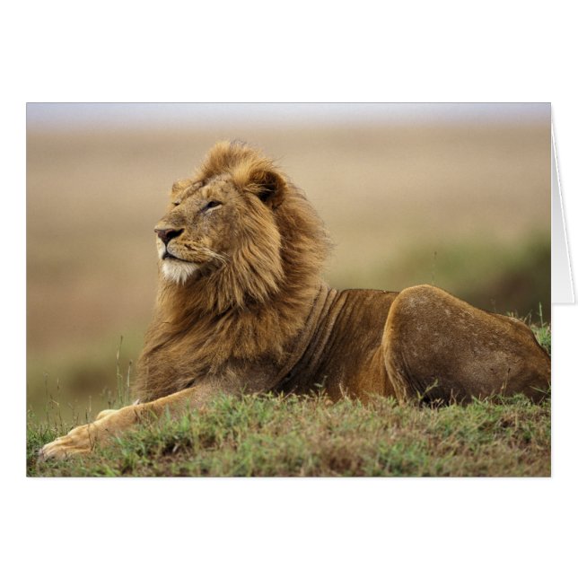 Kenia, Masai Mara | Male Lion (Vorderseite (Horizontal))