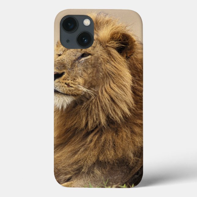 Kenia, Masai Mara | Male Lion Case-Mate iPhone Hülle (Rückseite)