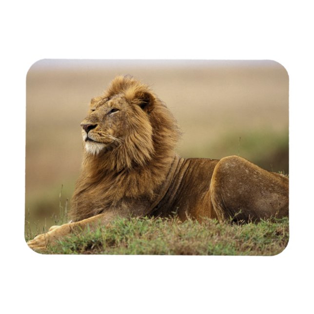 Kenia, Masai Mara | Male Lion Magnet (Horizontal)
