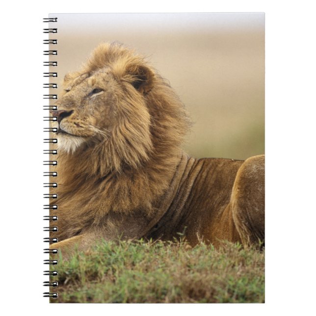 Kenia, Masai Mara | Male Lion Notizblock (Vorderseite)