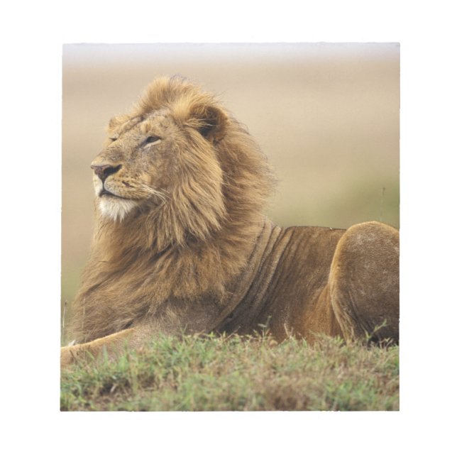 Kenia, Masai Mara | Male Lion Notizblock (Vorderseite)
