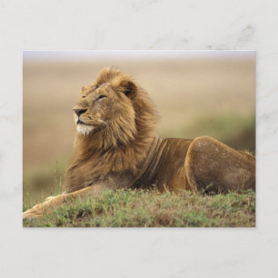 Kenia, Masai Mara   Male Lion Postkarte