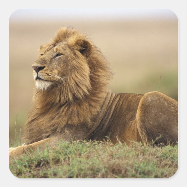 Kenia, Masai Mara | Male Lion Quadratischer Aufkleber (Vorderseite)