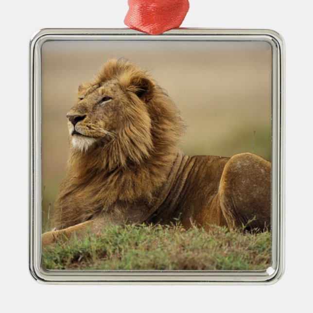 Kenia, Masai Mara | Male Lion Silbernes Ornament (Vorne)