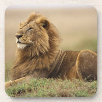 Kenia, Masai Mara | Male Lion