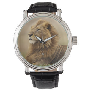 Kenia, Masai Mara männlicher Löwe Armbanduhr
