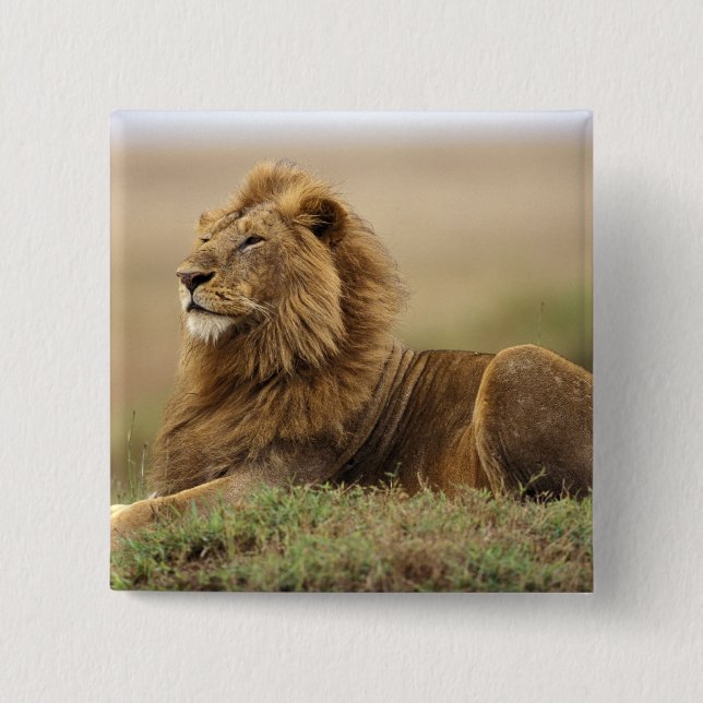Kenia, Masai Mara | männlicher Löwe Button (Vorderseite)