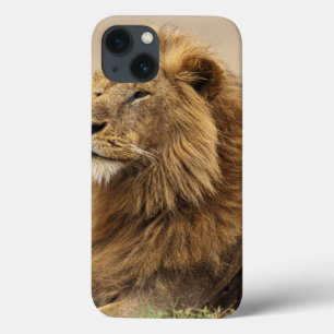 Kenia, Masai Mara   männlicher Löwe Case-Mate iPhone Hülle