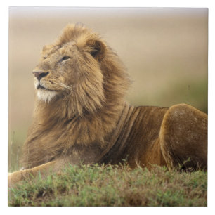 Kenia, Masai Mara   männlicher Löwe Fliese