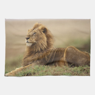 Kenia, Masai Mara männlicher Löwe Handtuch