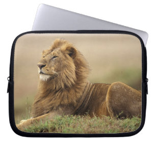 Kenia, Masai Mara männlicher Löwe Laptopschutzhülle