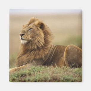 Kenia, Masai Mara männlicher Löwe Magnet