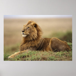 Kenia, Masai Mara   männlicher Löwe Poster