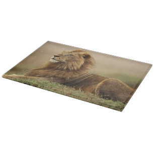 Kenia, Masai Mara   männlicher Löwe Schneidebrett