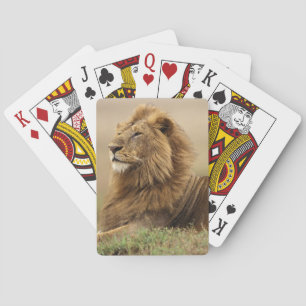 Kenia, Masai Mara männlicher Löwe Spielkarten