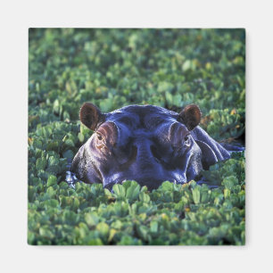 Kenia, Masai Mara Nationalreservat. Magnet
