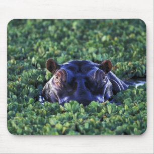 Kenia, Masai Mara Nationalreservat. Mousepad