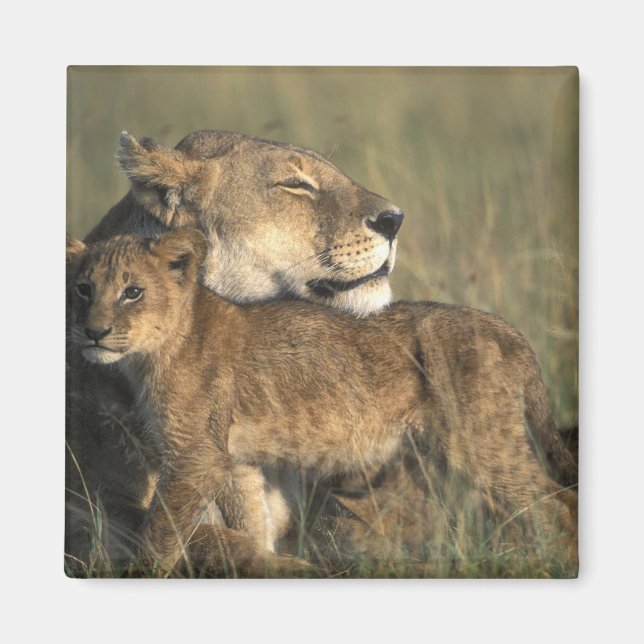 Kenia, Masai Mara Spielreserve, Löbheit Magnet (Vorne)