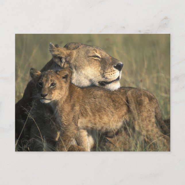 Kenia, Masai Mara Spielreserve, Löbheit Postkarte (Vorderseite)