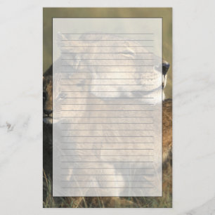Kenia, Masai-Mara-Tierreservat, Löwin Briefpapier