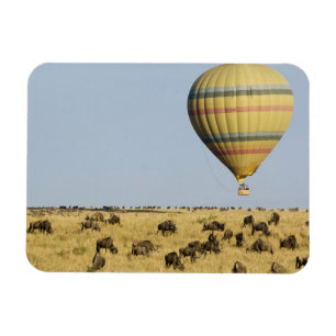 Kenia, Masai Mara. Touristen fahren mit Heißluftba Magnet